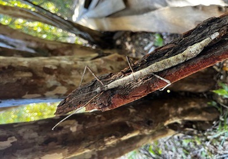 Insecto Palote sobre corteza en bosque de Ko Glamping, Selva Valdiviana.