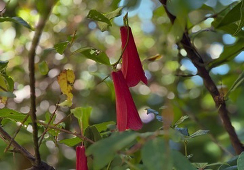 Tres copihues rojos en primer plano, flor típica de Costa Valdiviana en Ko Glamping.