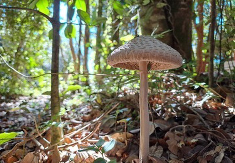 Hongo blanco con escapas en bosque de Ko Glamping, mostrando diversidad de funga.