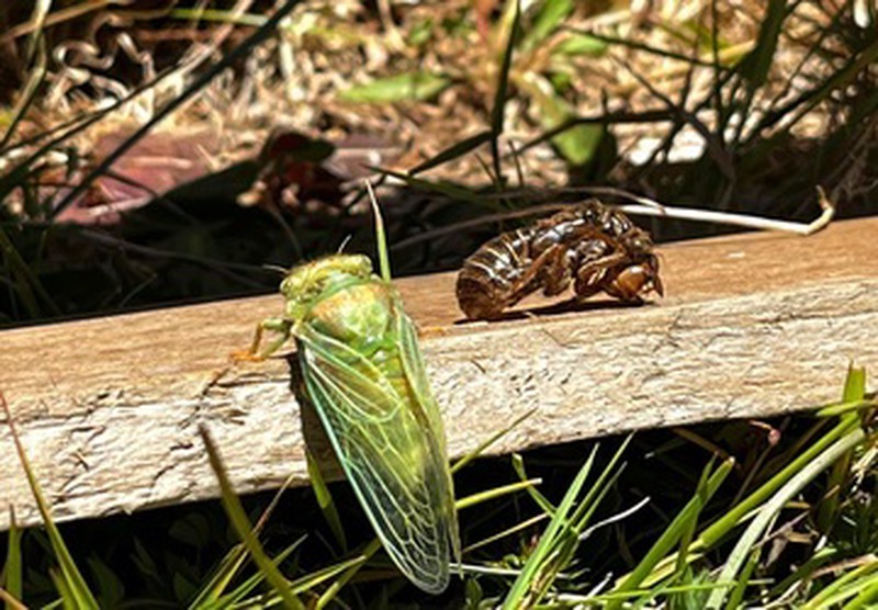Cigarra recién salida de su exoesqueleto en bosque de Ko Glamping, Selva Valdiviana.
