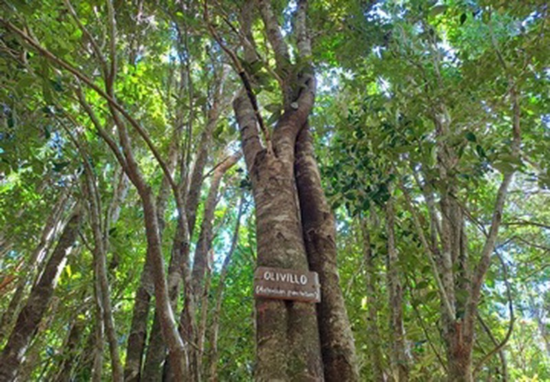 Olivillo con letrero en bosque nativo típico de la Selva Valdiviana en Ko Glamping.